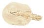 ACDelco Clear Incandescent Bulb