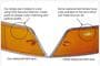 URO Parts Tail Light Lens